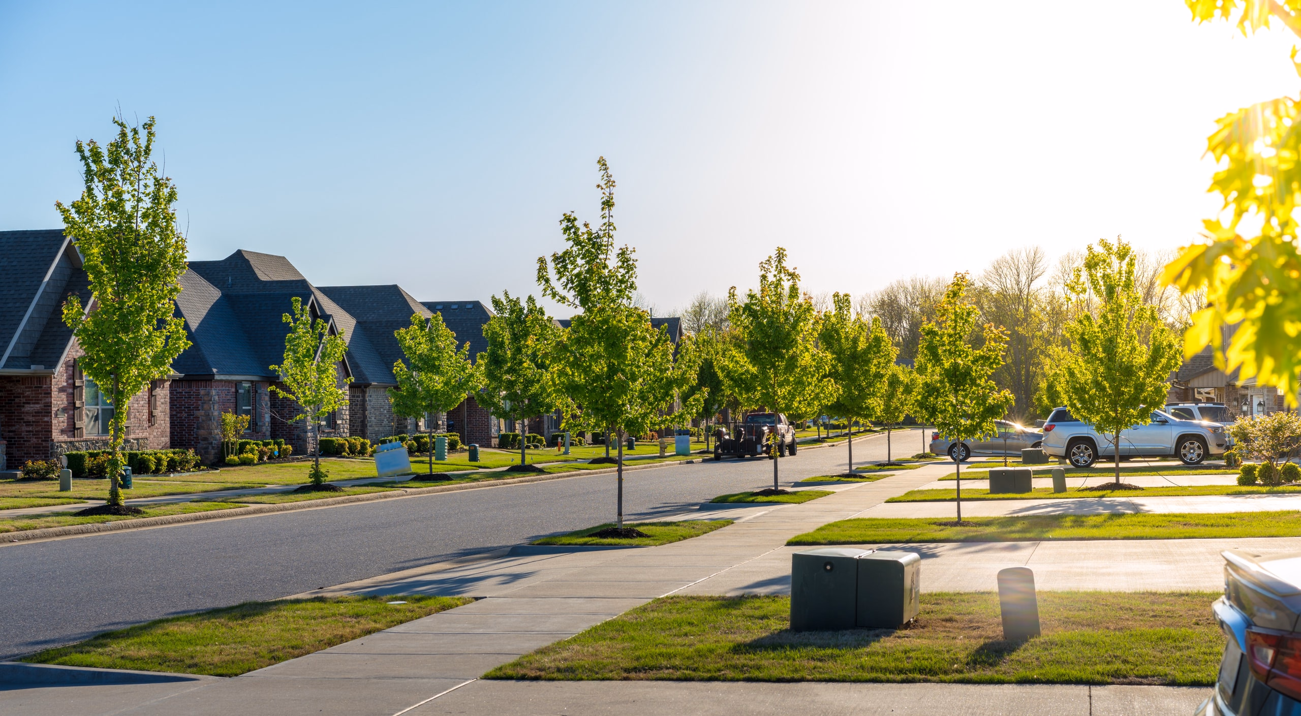 Residential street lined with young trees