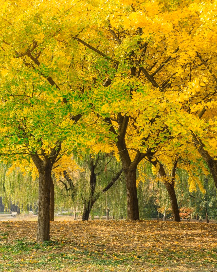 Row of Autumn Gold ginkgo trees in golden fall color
