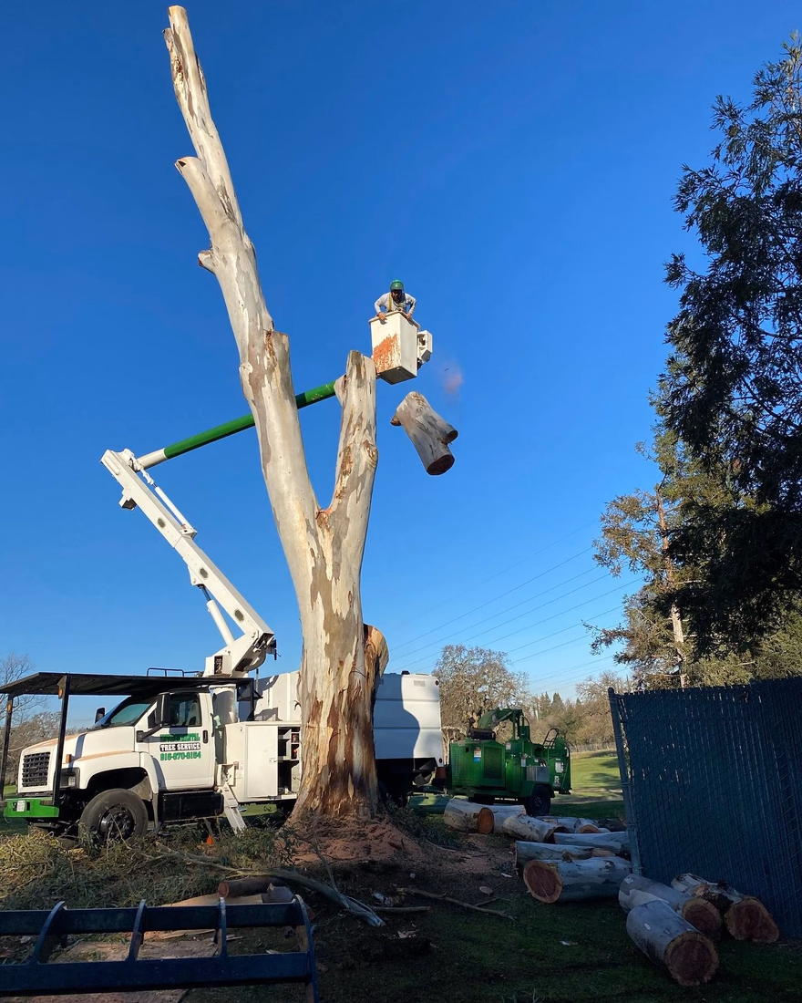 Environmental Tree Service bucket truck reducing a tall tree