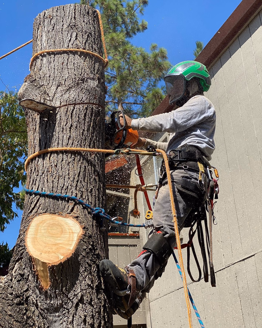 Environmental Tree Service climber cutting a trunk down in sections