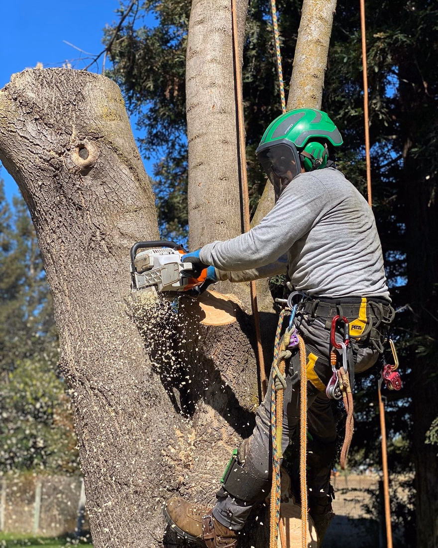 Environmental Tree Service climber pruning a large limb with a chainsaw