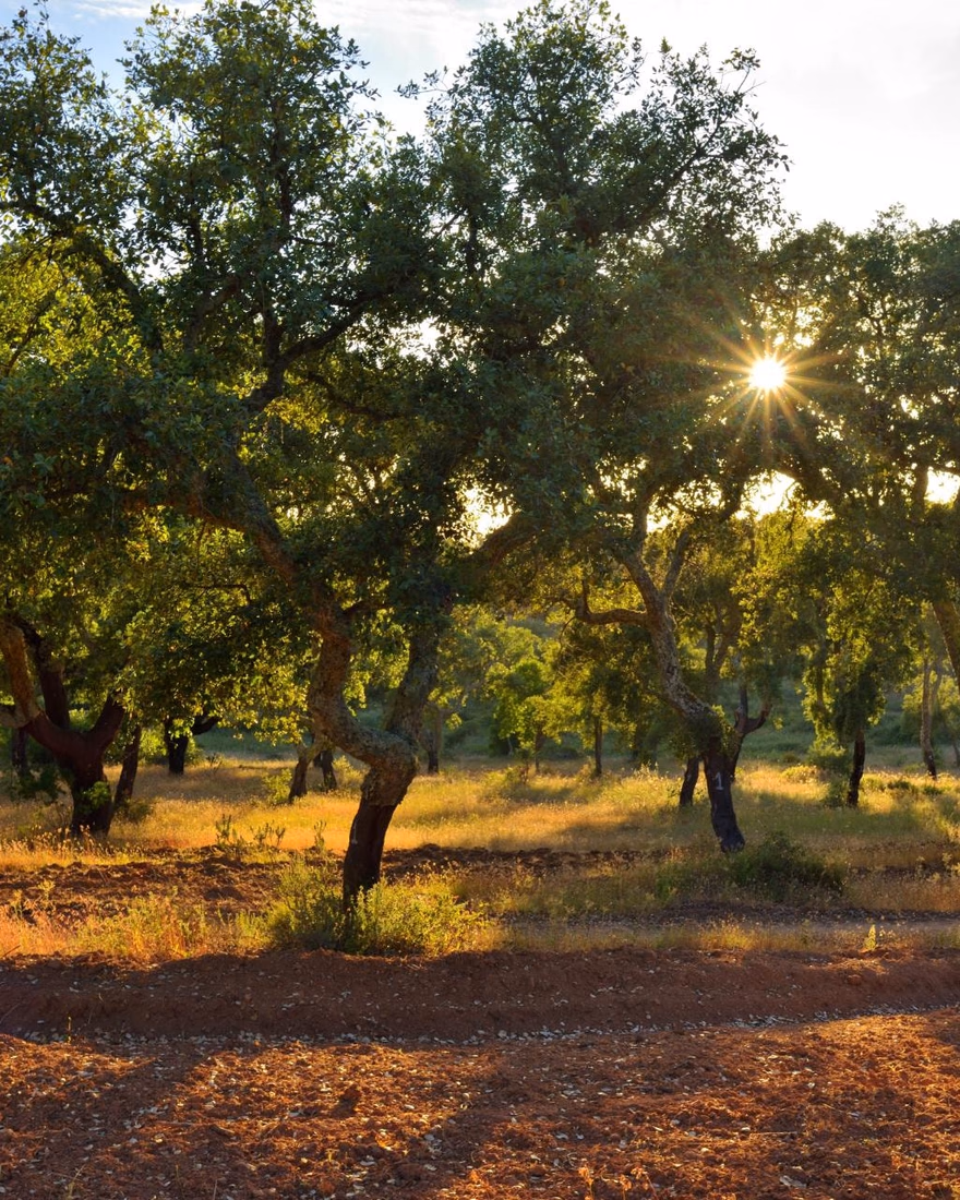 Grove of cork oaks with sunlight through the canopy