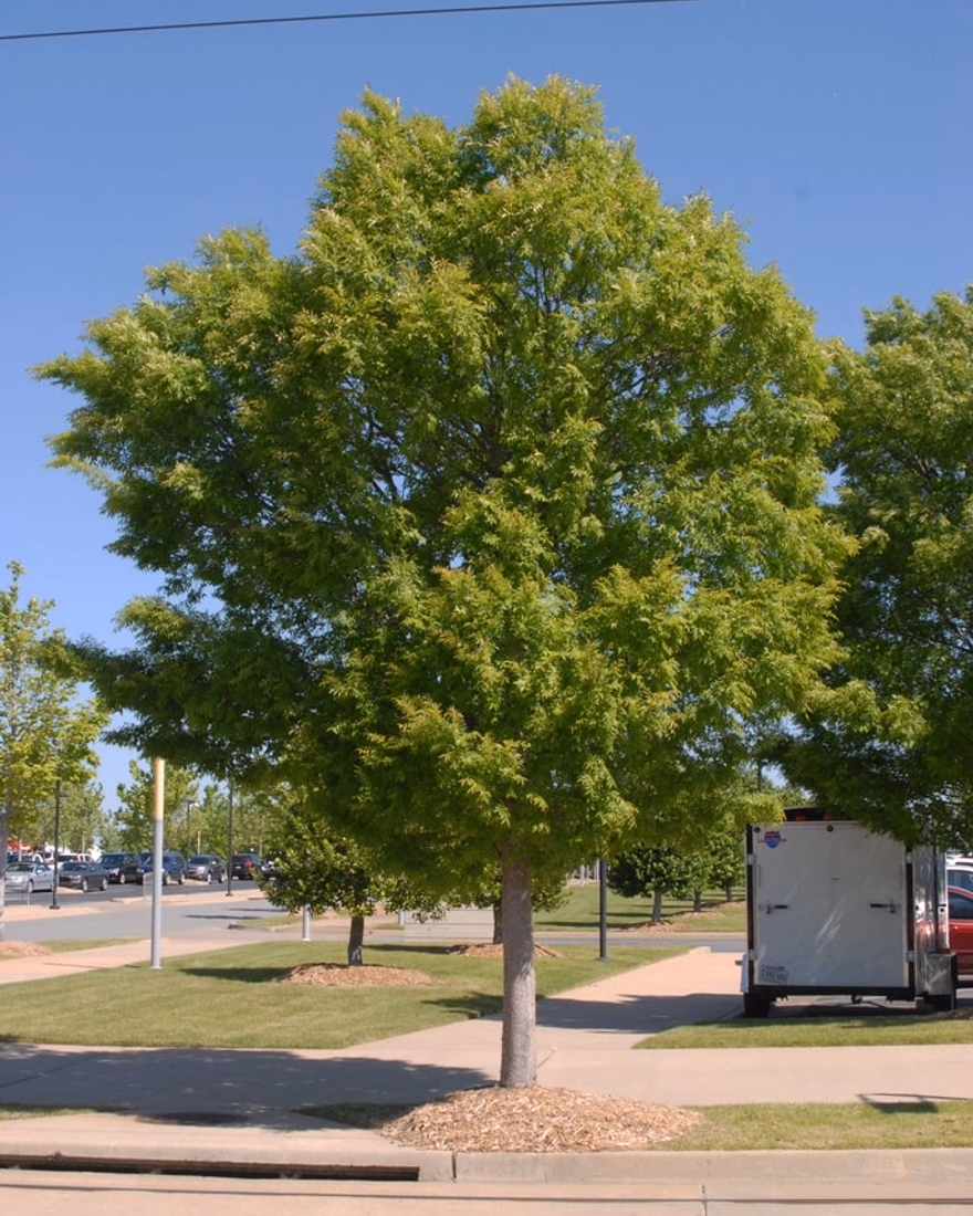 Drake Chinese elm growing beside a sidewalk