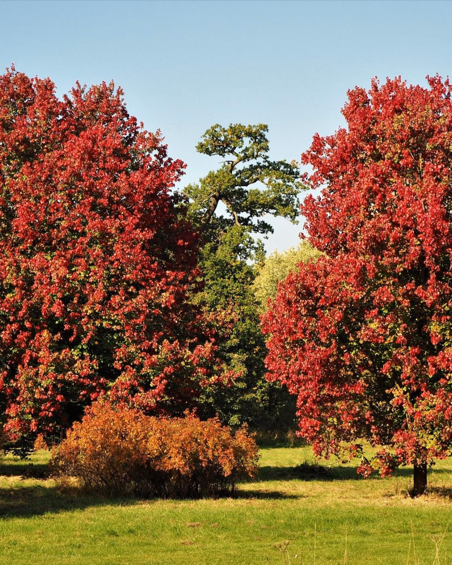 Pair of October Glory red maples in crimson fall color