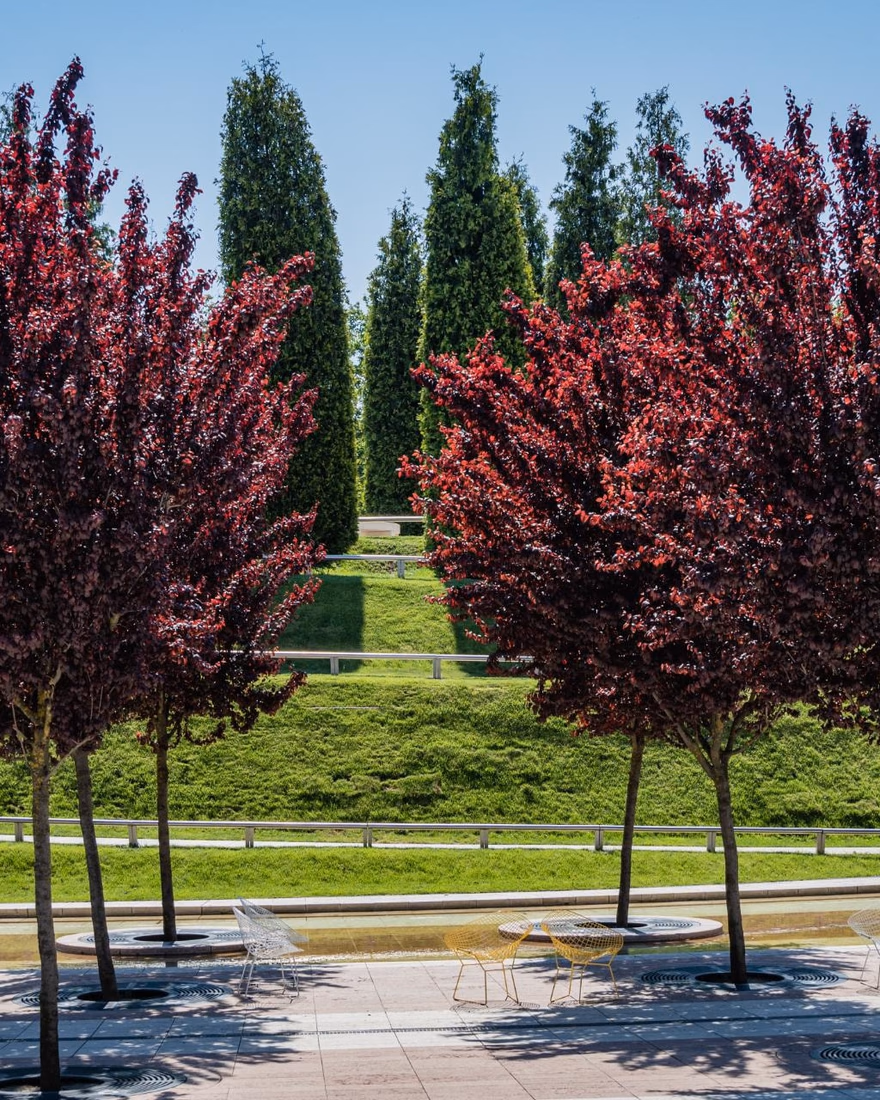 Young purple leaf plum trees planted in a row