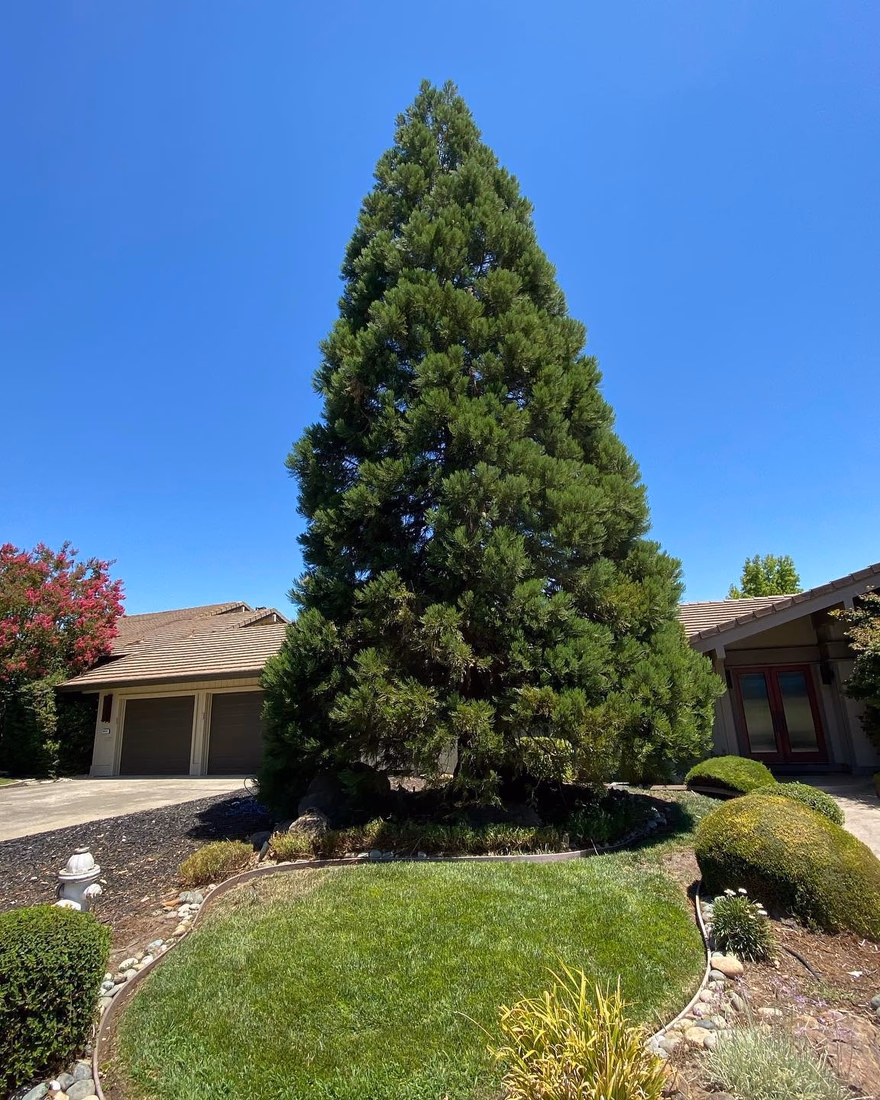 Tall shaped conifer in a front yard after work by Environmental Tree Service