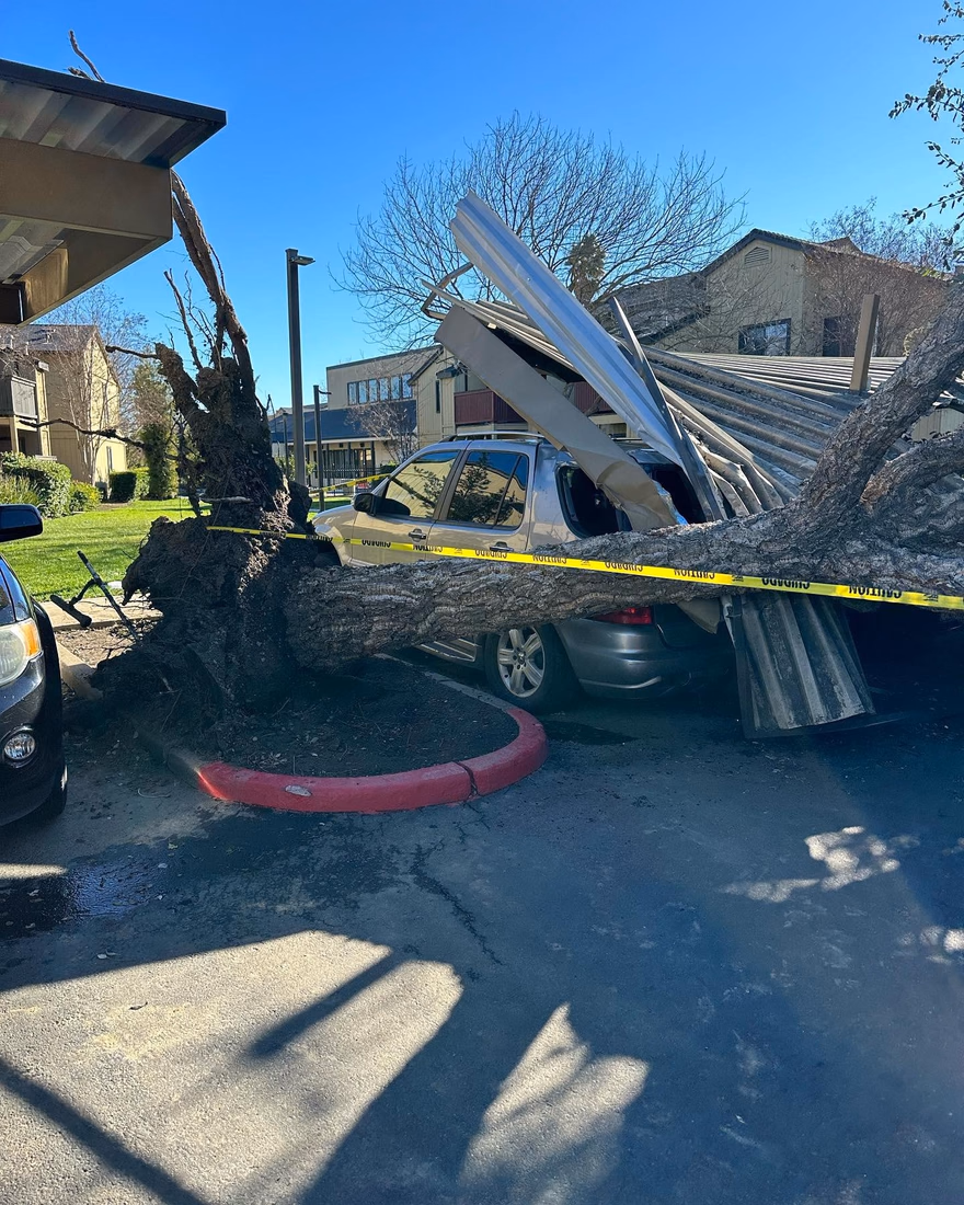 Storm-felled tree on a collapsed carport before cleanup by Environmental Tree Service