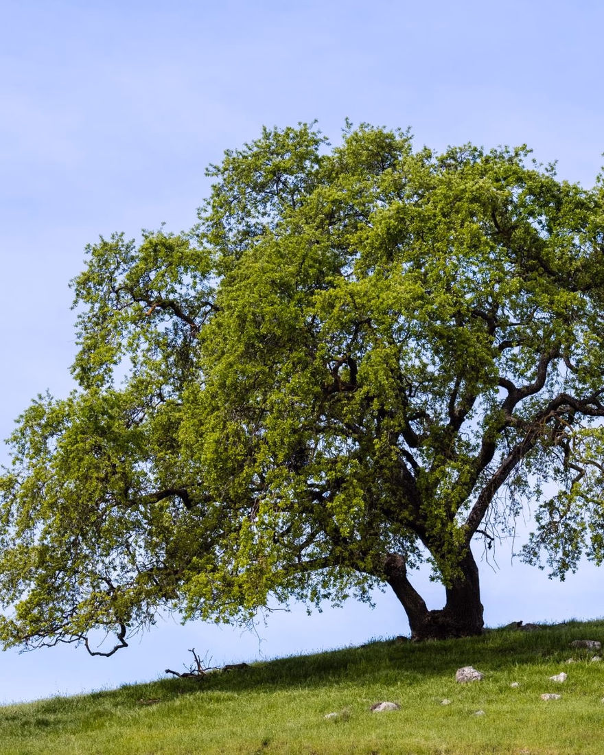 A broad valley oak standing on a green hillside
