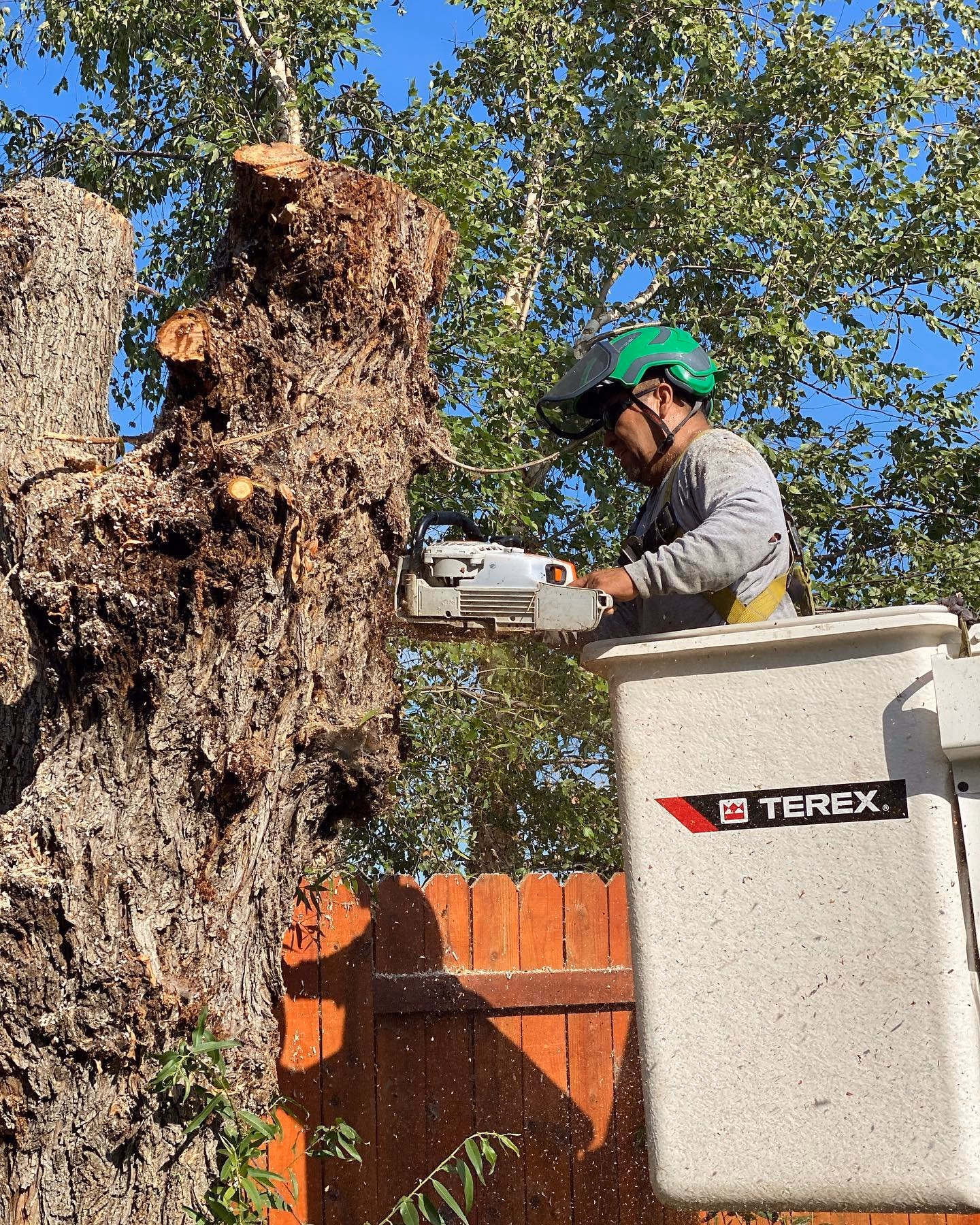 Environmental Tree Service: crew member trimming a trunk from a bucket truck
