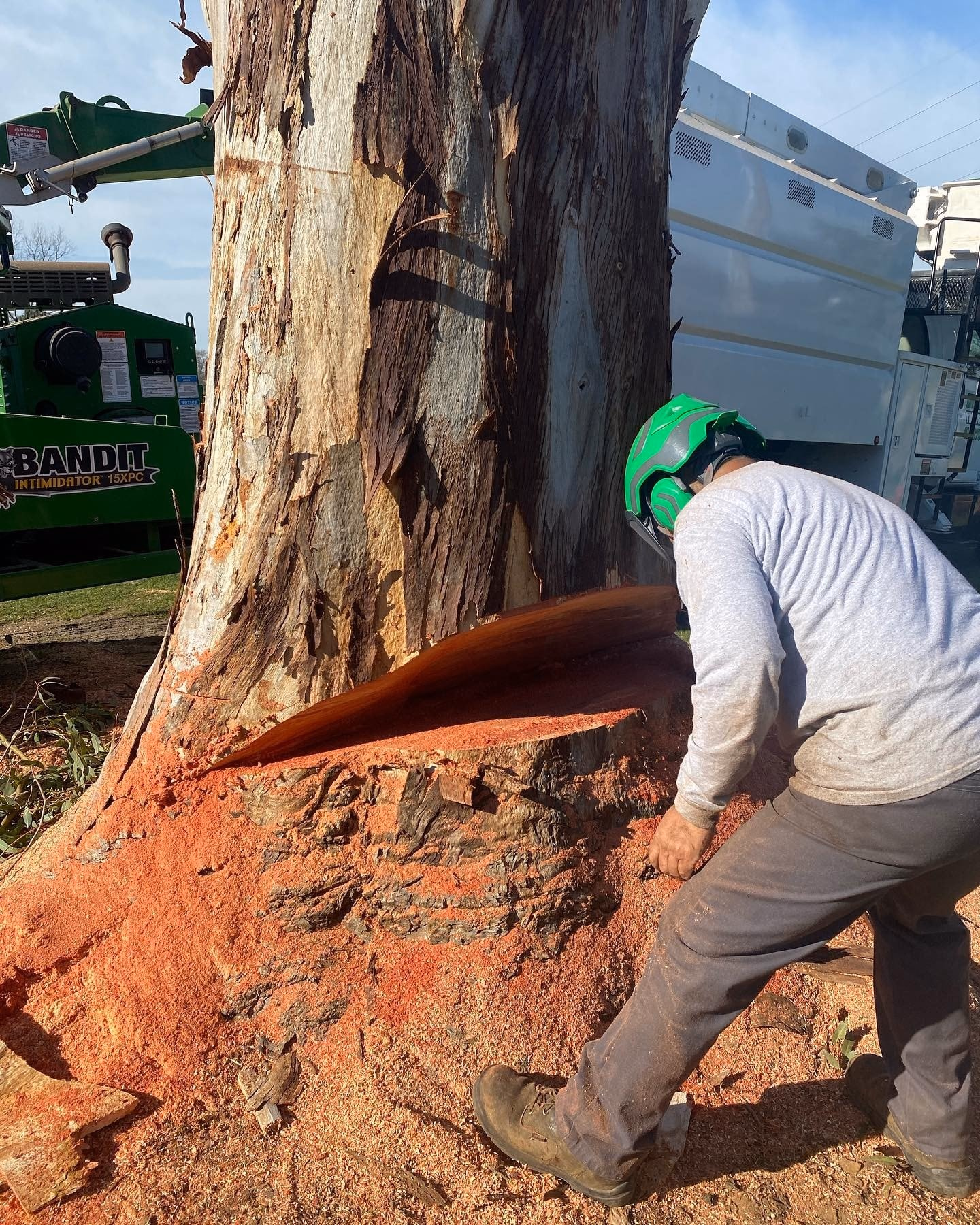 Environmental Tree Service: crew member cutting a eucalyptus trunk at its base